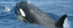 Whale Picture