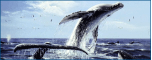 Whale Picture