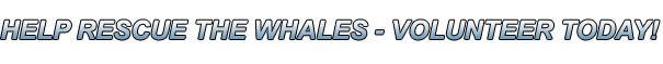 Volunteer At Rescue The Whales!