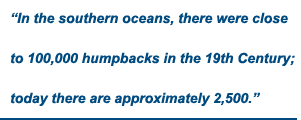 In the southern oceans there were close to 100000 humpbacks in the 19th century, today there are approx 2500
