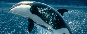 Whale Picture