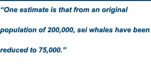 Our estimate is that from an original population of 200000 sei whales have now been reduced to 75000