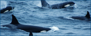 Whale Picture