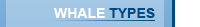 Types of Whale